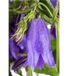 Breitblättrige Wald-Glockenblume - Campanula latifolia var.macrantha