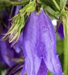 Großblütige Garten-Glockenblume - Campanula punctata 'Sarastro'