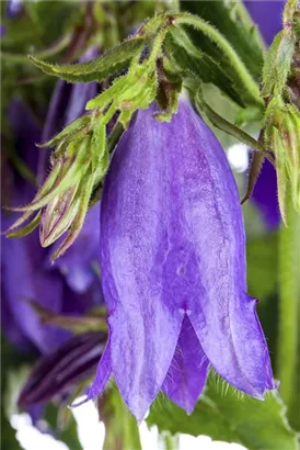 Breitblättrige Wald-Glockenblume - Campanula latifolia var.macrantha