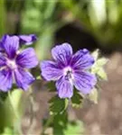 Prächtiger Storchschnabel - Geranium x magnificum