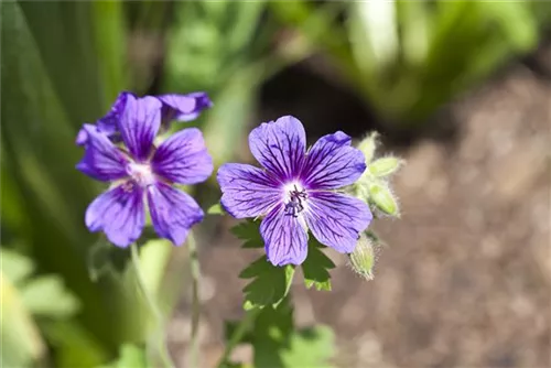 Prächtiger Storchschnabel - Geranium x magnificum