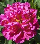 Strauch-Pfingstrose - Paeonia suffr.'Luo Yang Hong' pink halbgefüllt