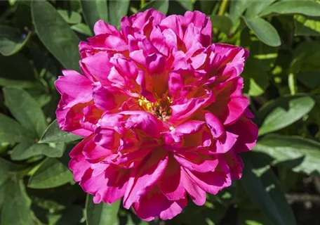 Paeonia suffr.'Luo Yang Hong' pink halbgefüllt - Strauch-Pfingstrose