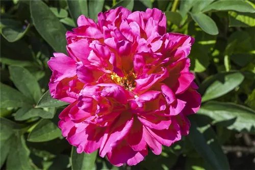 Strauch-Pfingstrose - Paeonia suffr.'Luo Yang Hong' pink halbgefüllt