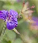 Prächtiger Storchschnabel - Geranium x magnificum