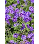 Prächtiger Garten-Storchschnabel - Geranium x magnificum 'Anemoniflorum'