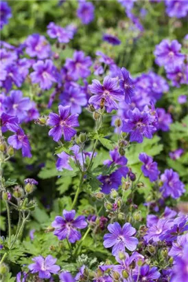 Prächtiger Storchschnabel - Geranium x magnificum