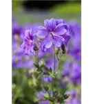 Behaarter Garten-Storchschnabel - Geranium ibericum 'Vital'