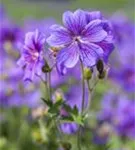 Prächtiger Storchschnabel - Geranium x magnificum