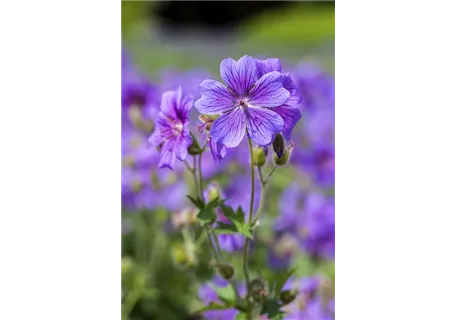 Geranium ibericum 'Vital' - Behaarter Garten-Storchschnabel