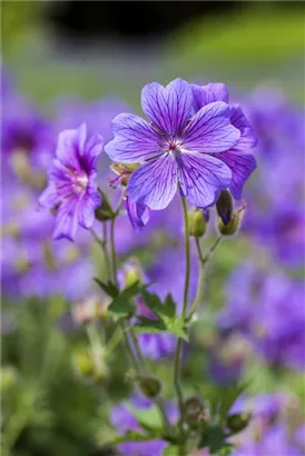 Behaarter Garten-Storchschnabel - Geranium ibericum 'Vital'