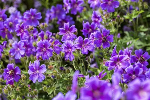 Prächtiger Storchschnabel - Geranium x magnificum