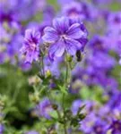 Prächtiger Storchschnabel - Geranium x magnificum