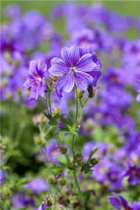 Prächtiger Storchschnabel - Geranium x magnificum