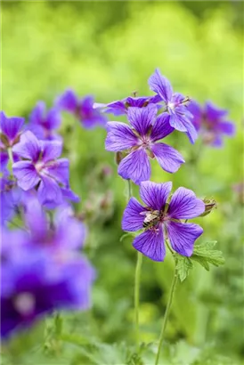 Prächtiger Storchschnabel - Geranium x magnificum