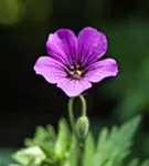 Prächtiger Storchschnabel - Geranium x magnificum