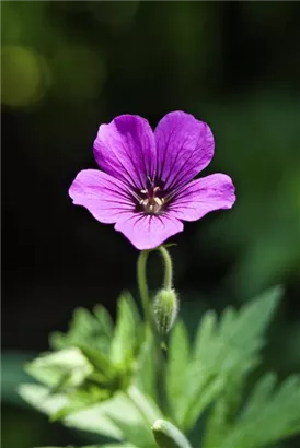 Prächtiger Storchschnabel - Geranium x magnificum