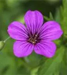 Prächtiger Storchschnabel - Geranium x magnificum