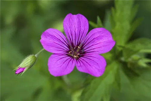 Prächtiger Storchschnabel - Geranium x magnificum