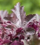 Garten-Silberglöckchen - Heuchera micrantha 'Chocolate Ruffles'