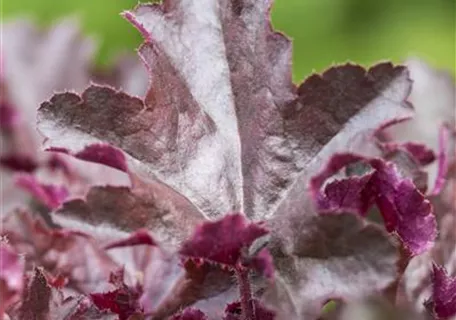 Heuchera micrantha 'Chocolate Ruffles' - Garten-Silberglöckchen