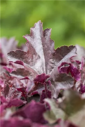 Garten-Silberglöckchen - Heuchera micrantha 'Chocolate Ruffles'