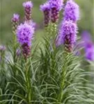 Ährige Garten-Prachtscharte - Liatris spicata 'Kobold'