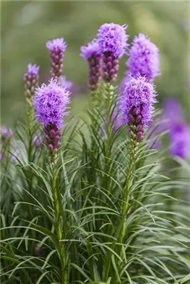 Ährige Garten-Prachtscharte - Liatris spicata 'Kobold'