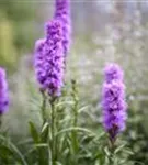 Ährige Garten-Prachtscharte - Liatris spicata 'Kobold'