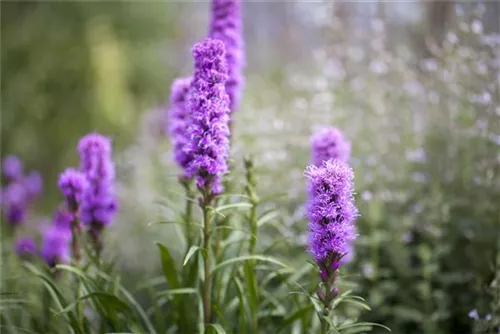 Ährige Garten-Prachtscharte - Liatris spicata 'Kobold'