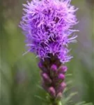 Ährige Garten-Prachtscharte - Liatris spicata 'Kobold'