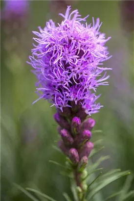 Ährige Garten-Prachtscharte - Liatris spicata 'Kobold'