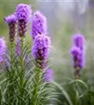 Ährige Garten-Prachtscharte - Liatris spicata 'Kobold'