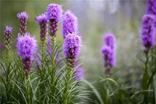 Ährige Garten-Prachtscharte - Liatris spicata 'Kobold'