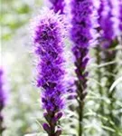 Ährige Garten-Prachtscharte - Liatris spicata 'Kobold'