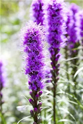 Ährige Garten-Prachtscharte - Liatris spicata 'Kobold'