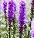 Ährige Garten-Prachtscharte - Liatris spicata 'Kobold'