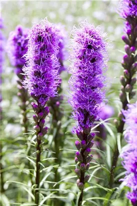 Ährige Garten-Prachtscharte - Liatris spicata 'Kobold'