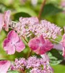 Tellerhortensie 'Avelroz' - Hydrangea serrata 'Avelroz'