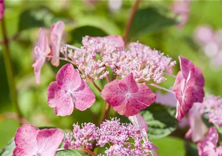 Hydrangea serrata 'Avelroz' - Tellerhortensie 'Avelroz'