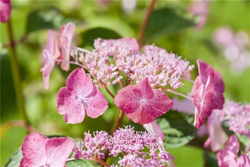 Tellerhortensie 'Avelroz' - Hydrangea serrata 'Avelroz'