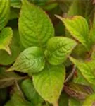 Tellerhortensie 'Avelroz' - Hydrangea serrata 'Avelroz'