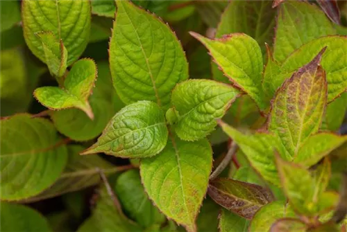 Tellerhortensie 'Avelroz' - Hydrangea serrata 'Avelroz'