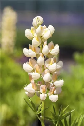 Garten-Lupine - Lupinus polyphyllus 'Kronleuchter'