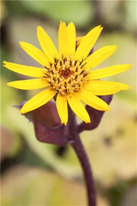 Strauß-Goldkolben - Ligularia dentata