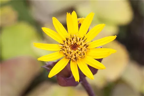 Strauß-Goldkolben - Ligularia dentata