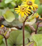 Strauß-Goldkolben - Ligularia dentata