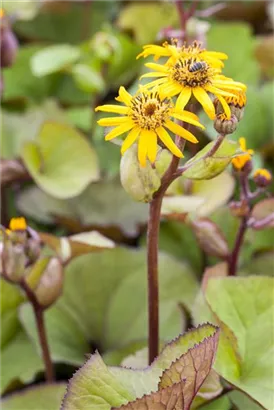 Strauß-Goldkolben - Ligularia dentata