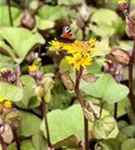 Strauß-Goldkolben - Ligularia dentata