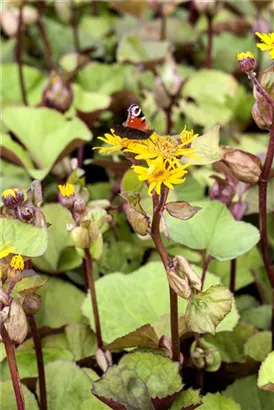 Strauß-Goldkolben - Ligularia dentata